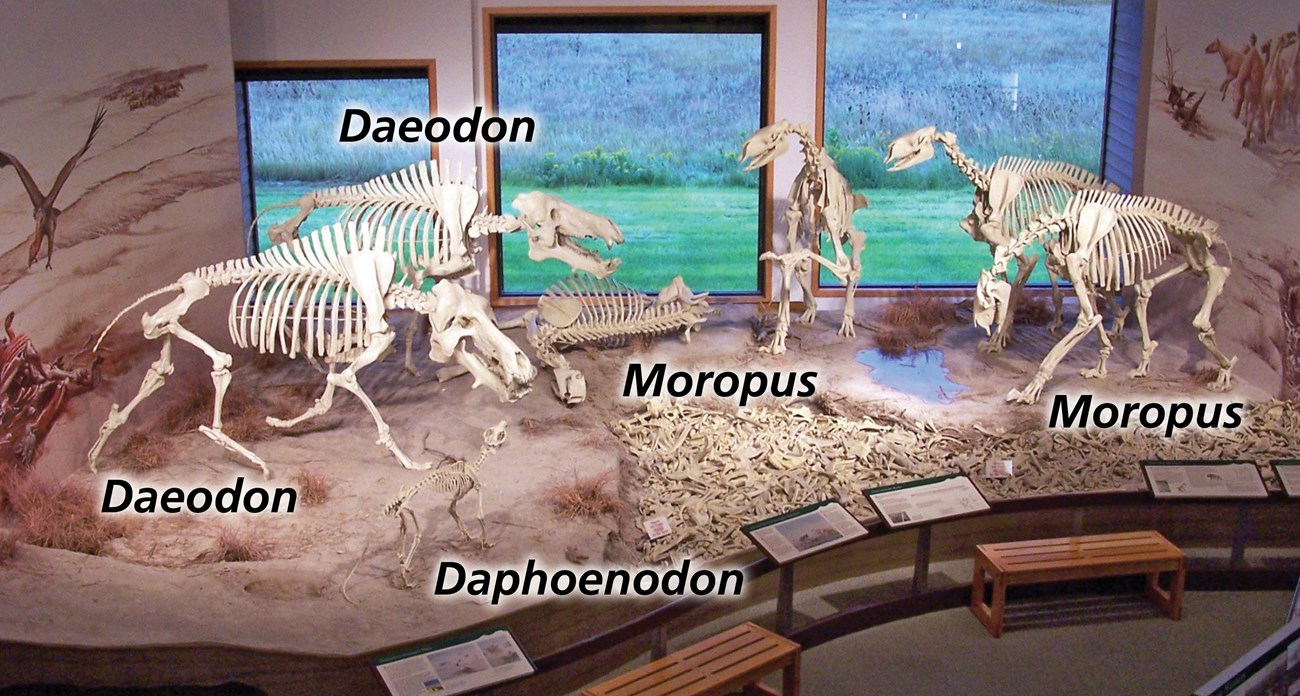 Photo of a display of fossil skeletons