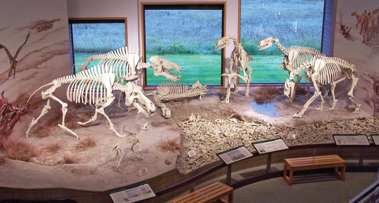 Photo of a display of fossil skeletons