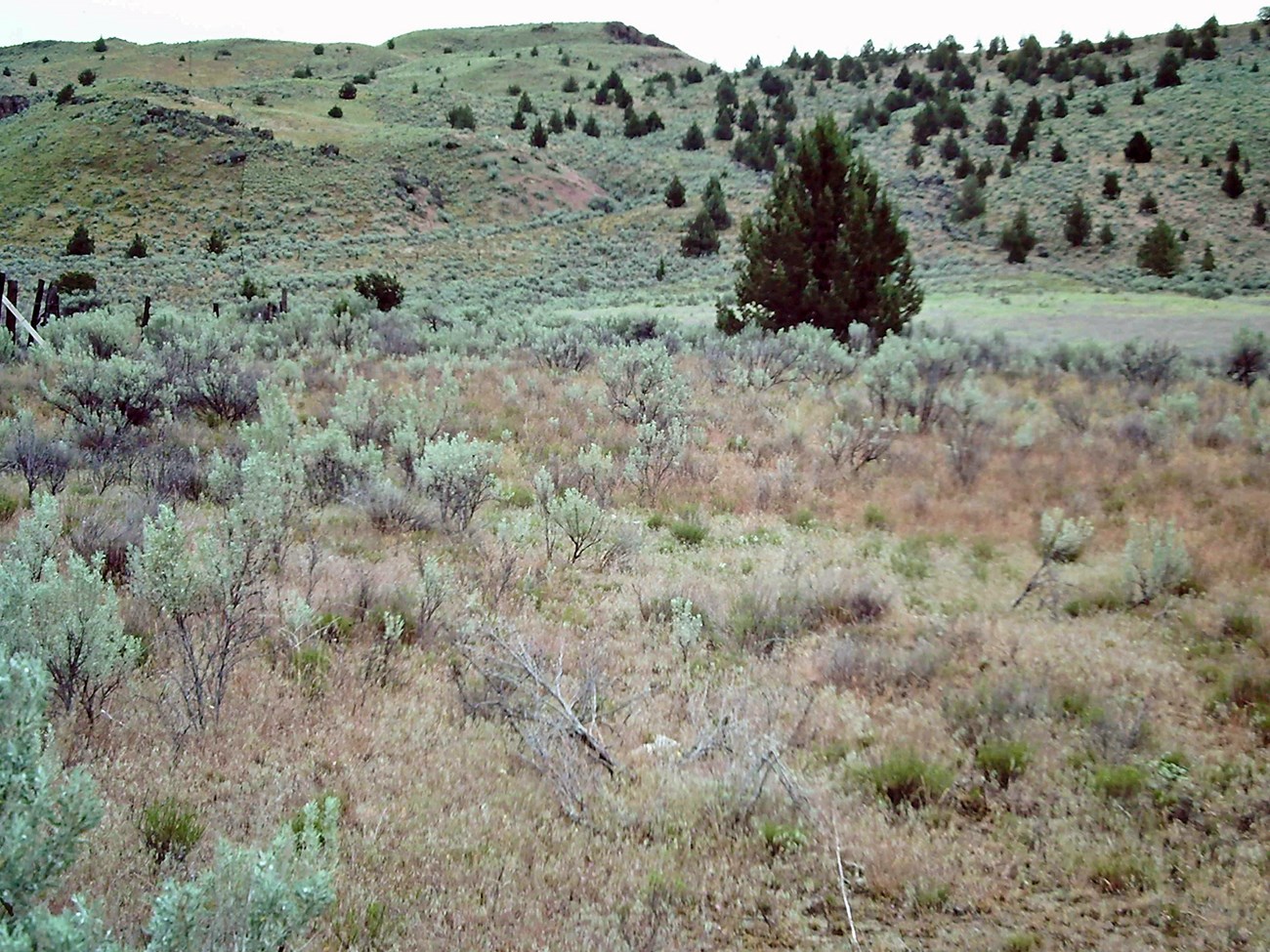 Distinctive blue-green sagebrush shrubs interspersed with yellowed grasses.