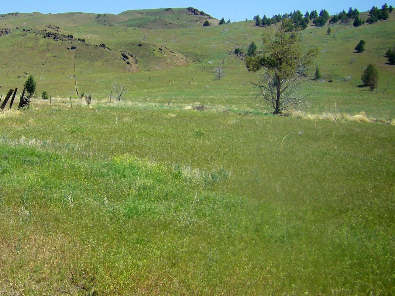 Distinctive blue-green sagebrush shrubs interspersed with yellowed grasses.