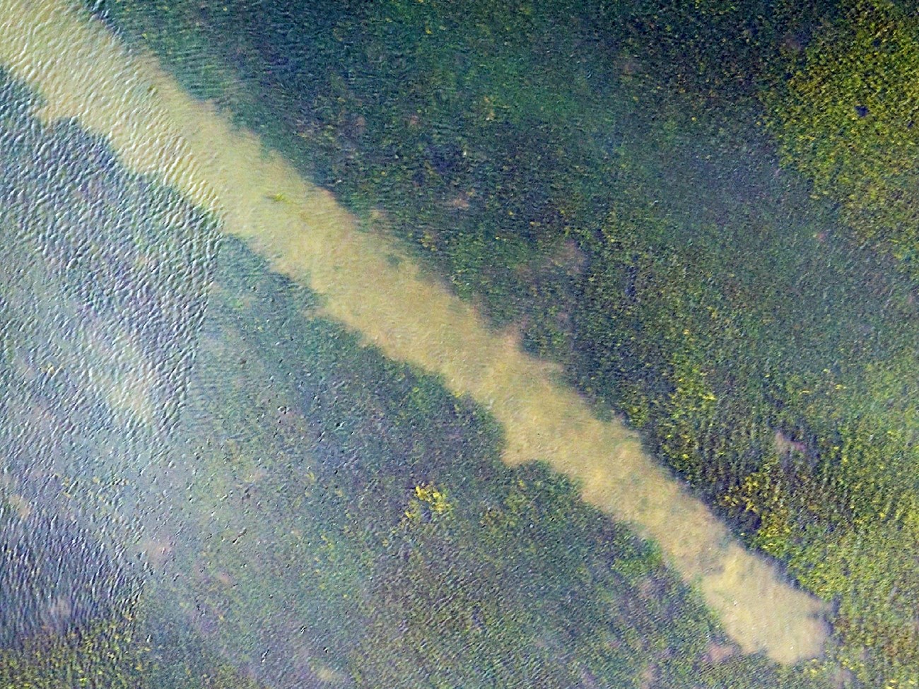 Aerial image of a long narrow stretch of barren estuary floor surrounded by dense, darker beds of eelgrass.