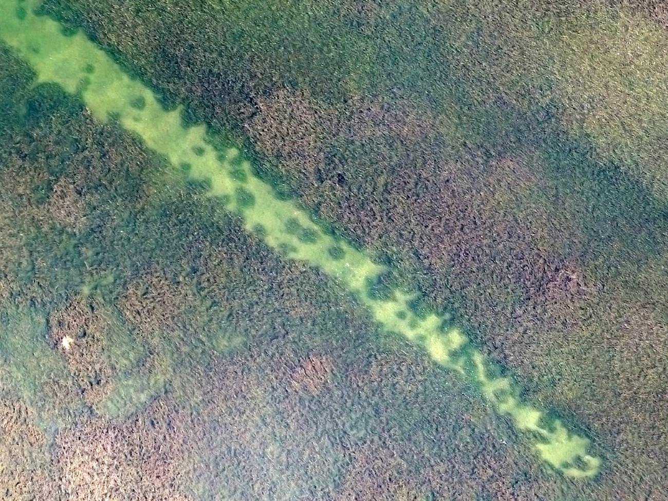 Aerial image of a long narrow stretch of barren estuary floor surrounded by dense, darker beds of eelgrass.