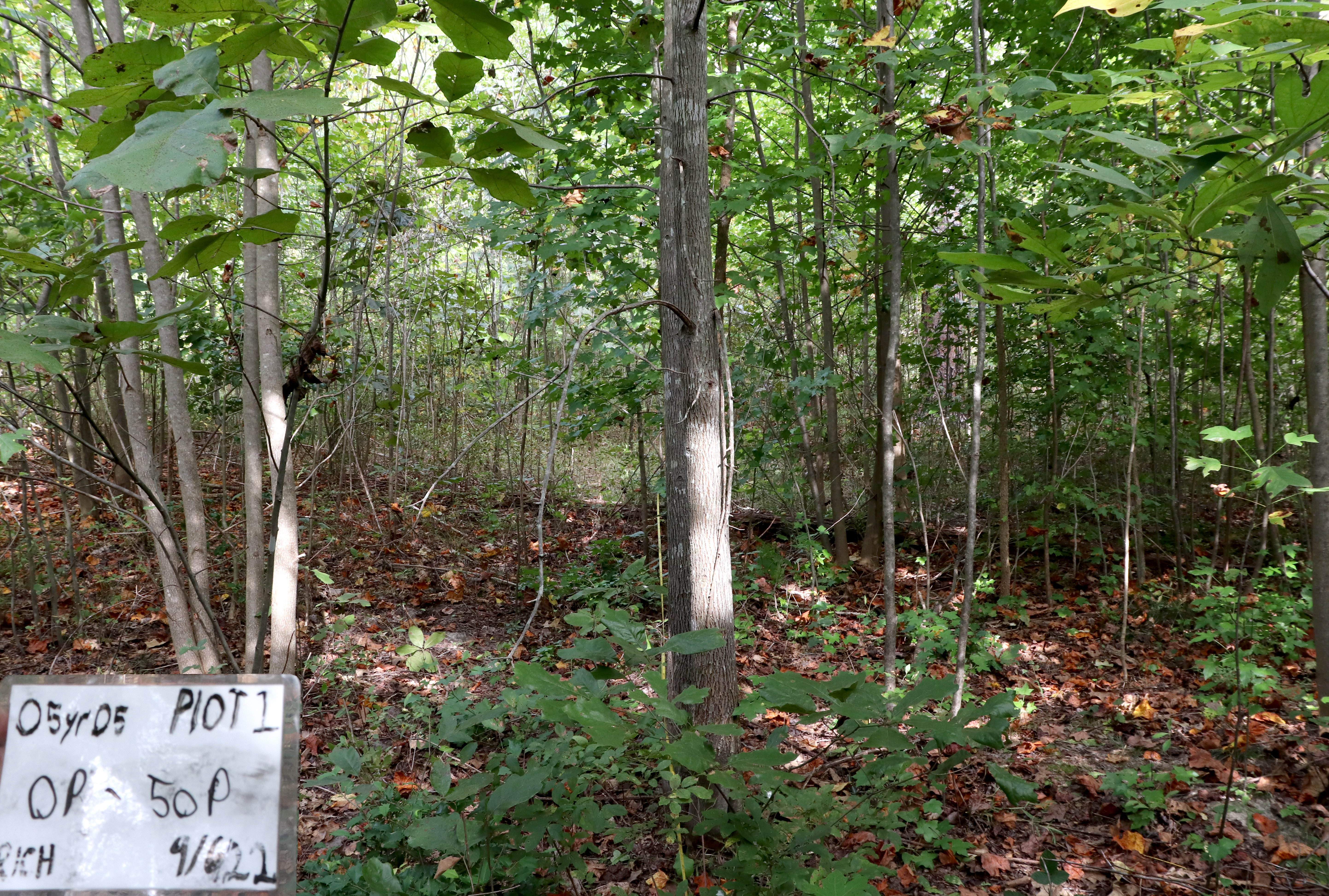 Thick young forest with leaf litter and vegetation on the ground.