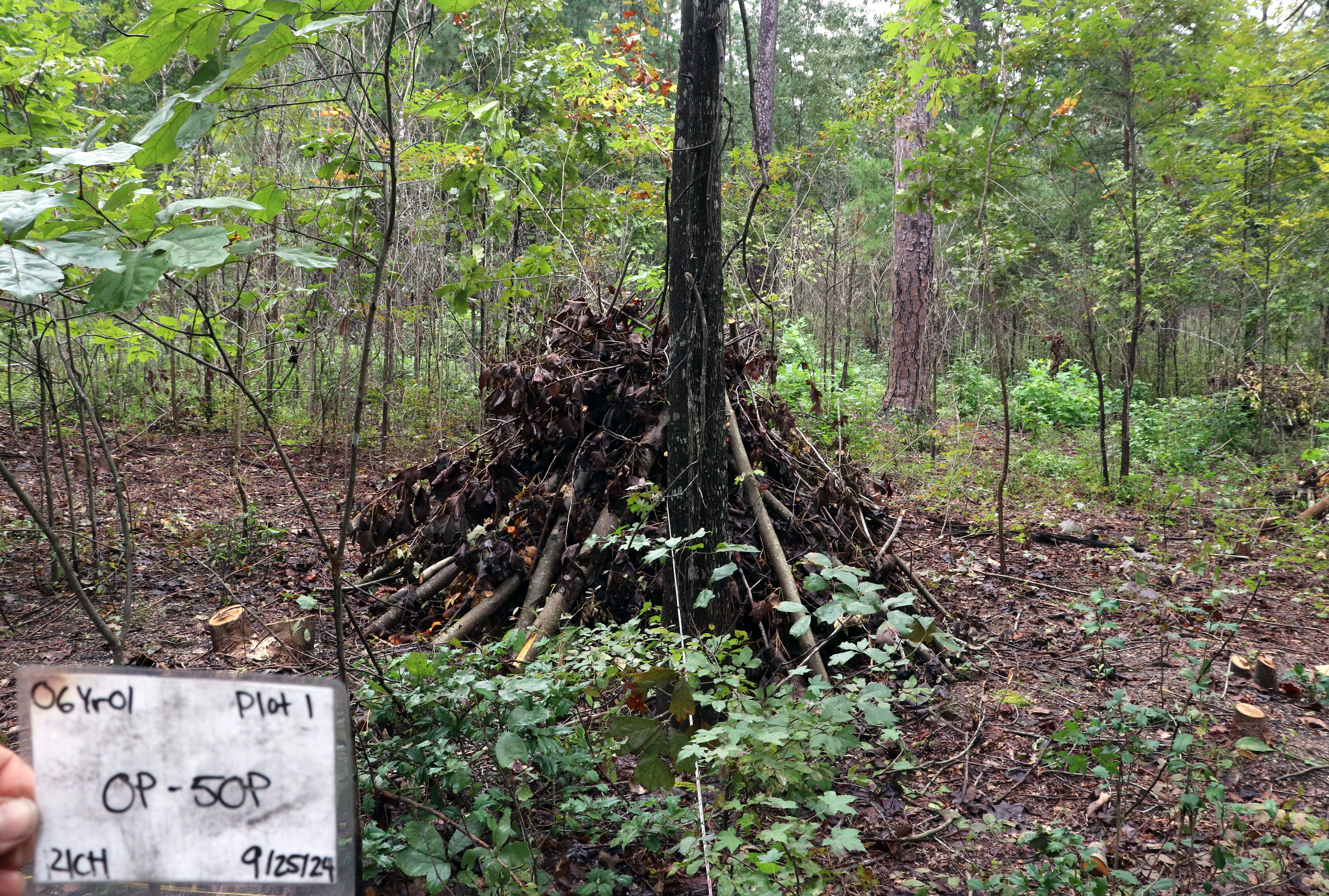 Thick young forest with leaf litter and vegetation on the ground.