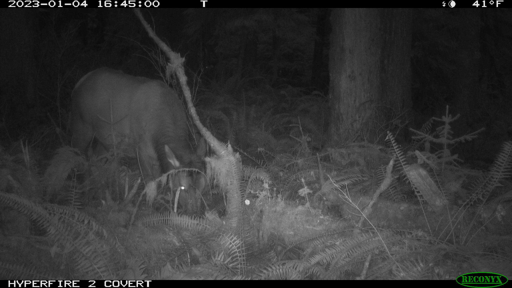 Black and white scene from a night-vision camera showing an elk grazing in forest