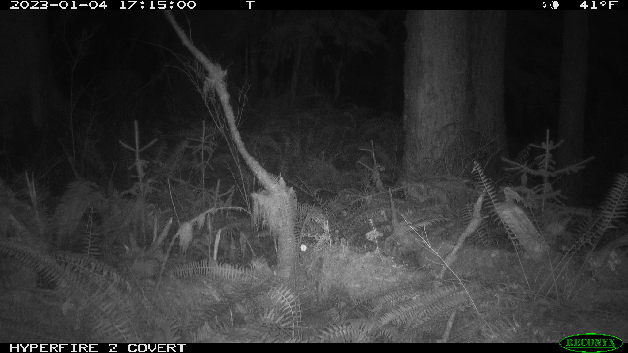 Black and white scene from a night-vision camera showing an elk grazing in forest