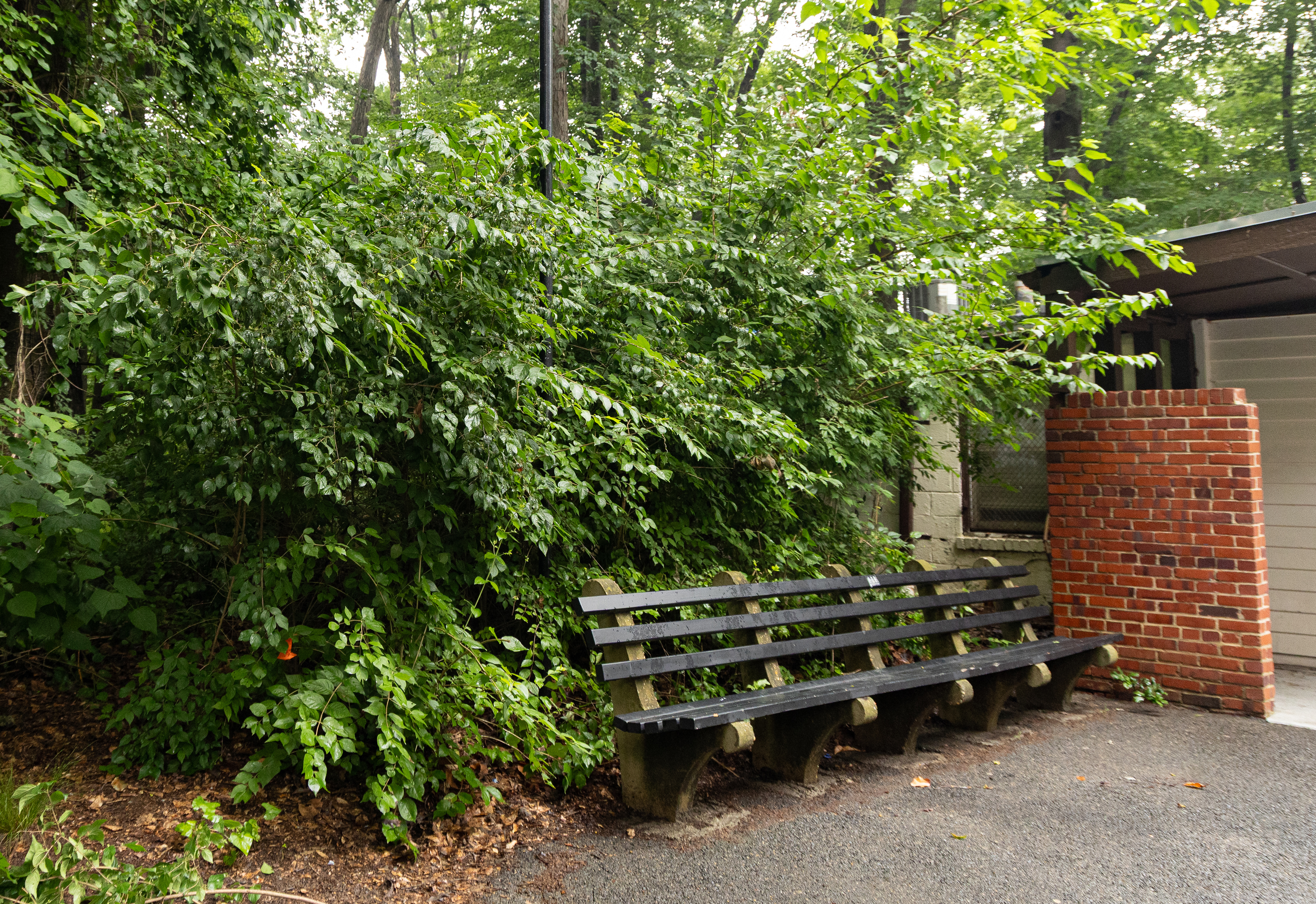 A park bench is crowded by an overgrown bush.