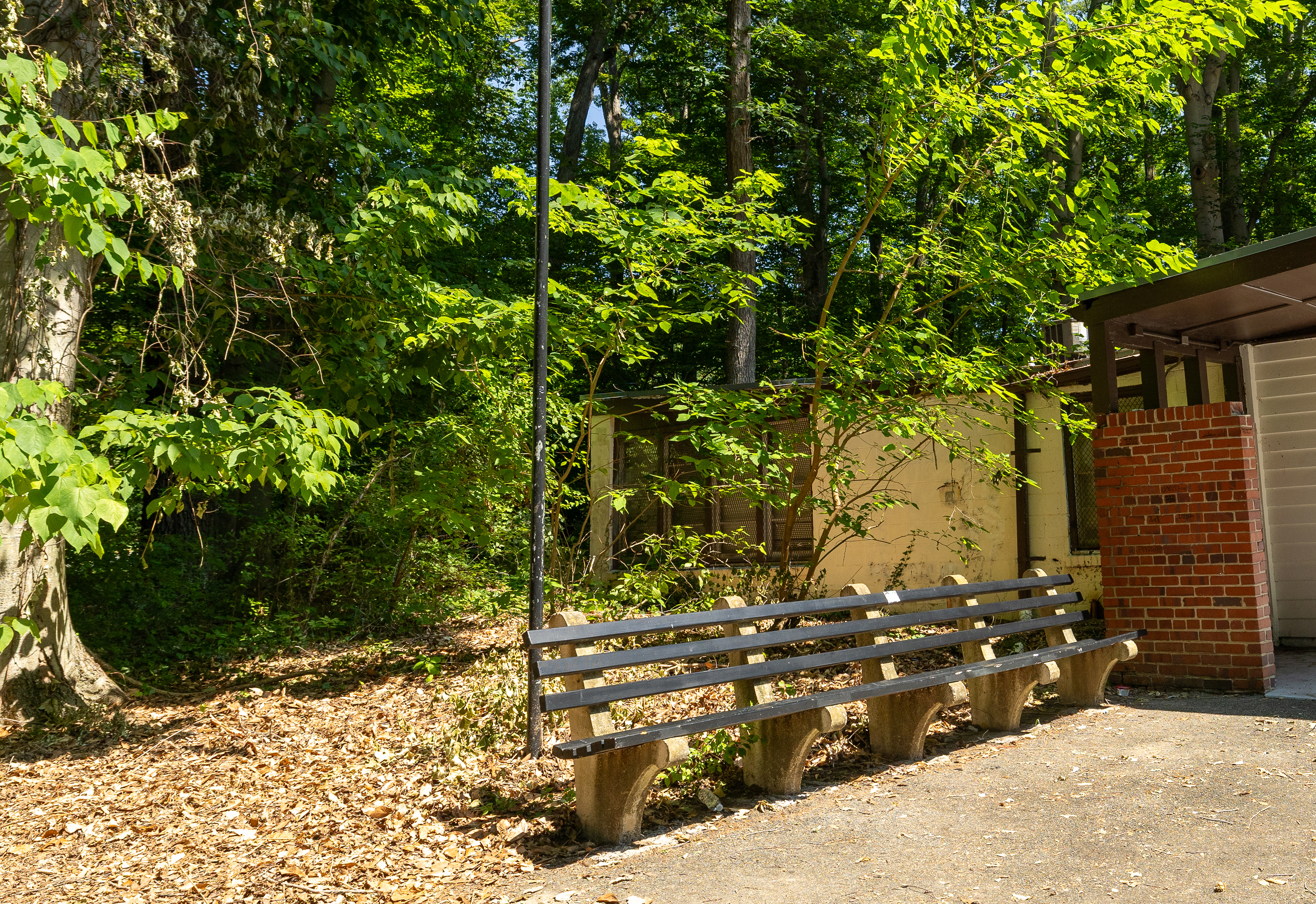 A park bench is crowded by an overgrown bush.