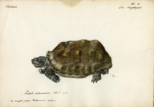 Color lithograph of a tortoise.