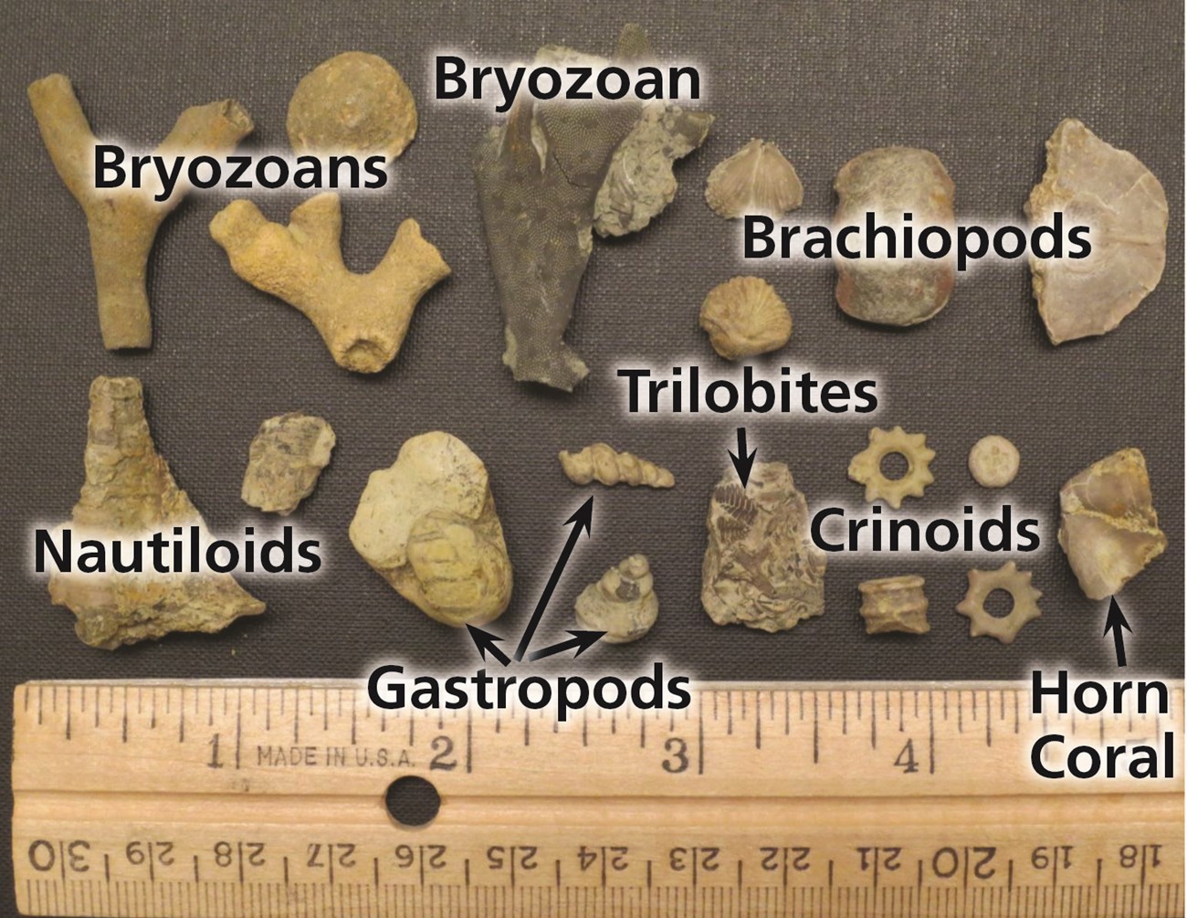 Photo of a variety of small fossils.