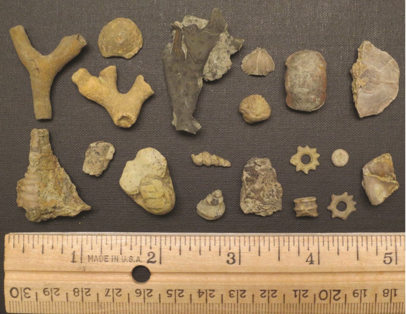 Photo of a variety of small fossils.