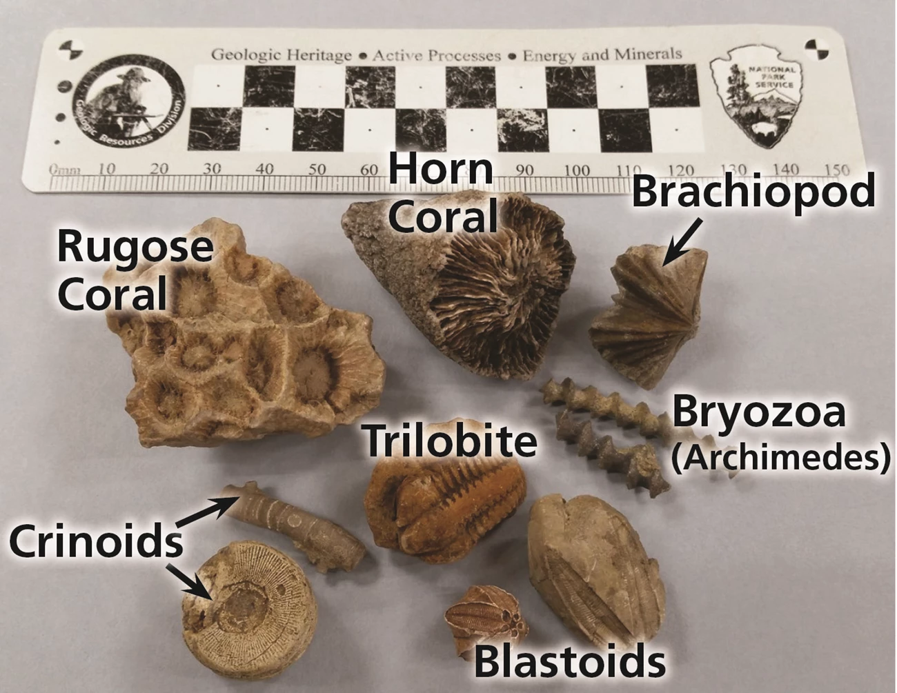 Common Fossil Types Paleontological Geoheritage Highlights of the National Parks - Fossils ...