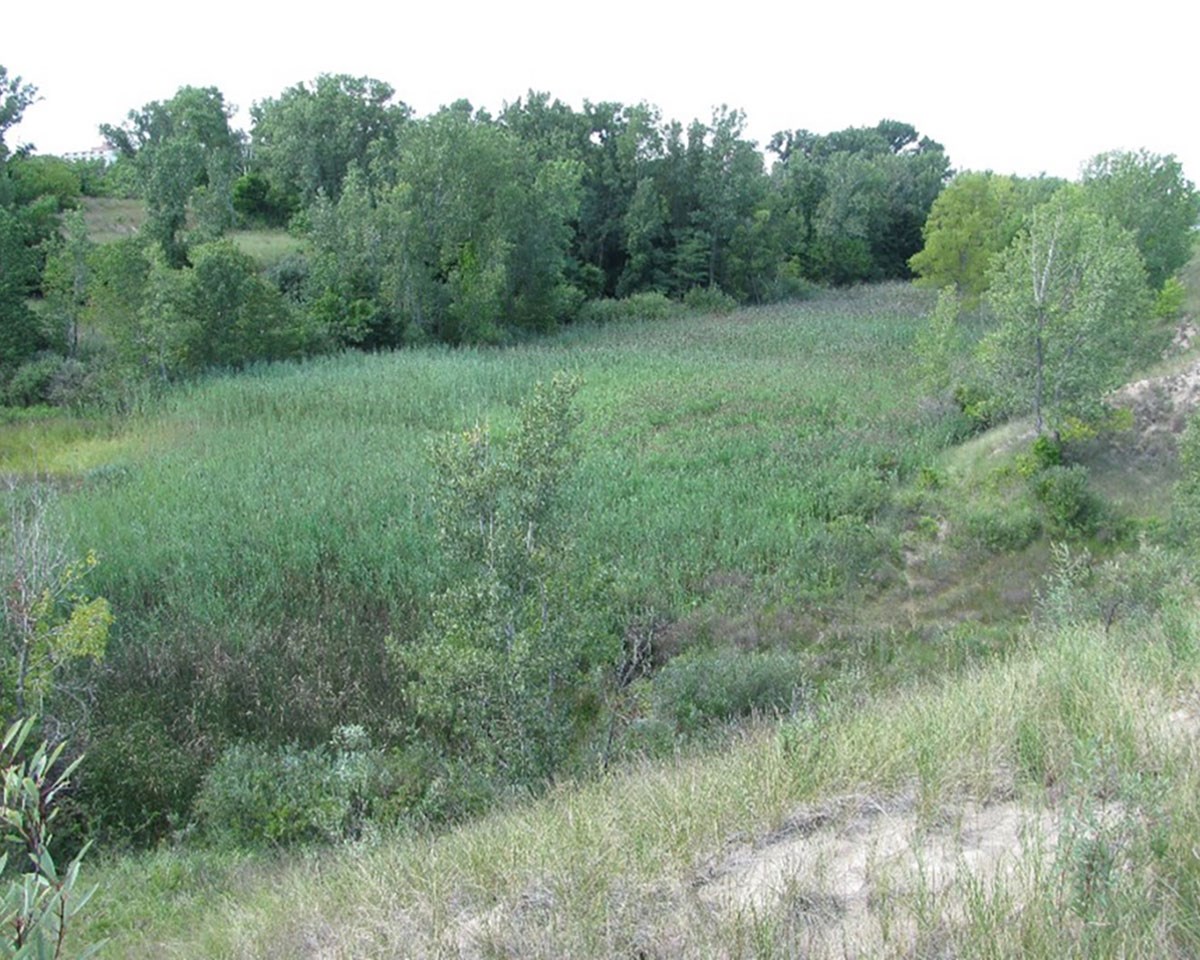 a wide open area of tall thick grasses