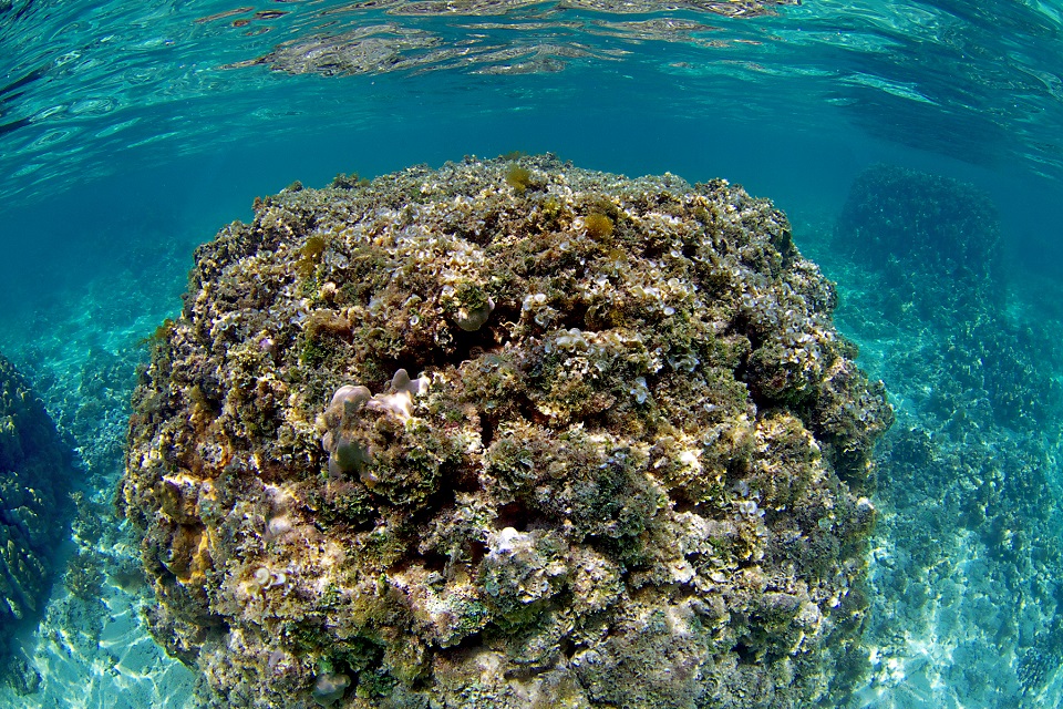 a healthy purple coral