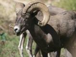 close-up of a male desert bighorn sheep chewing on grass