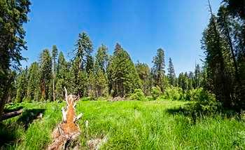 A grassy green meadow surrounded by trees