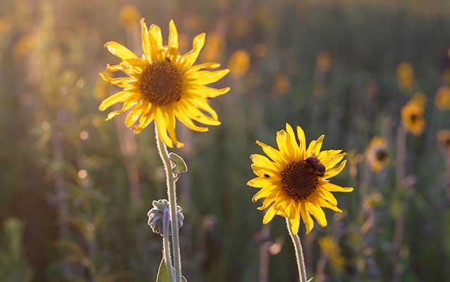 Early morning light illuminates sunflowers in a meadow.