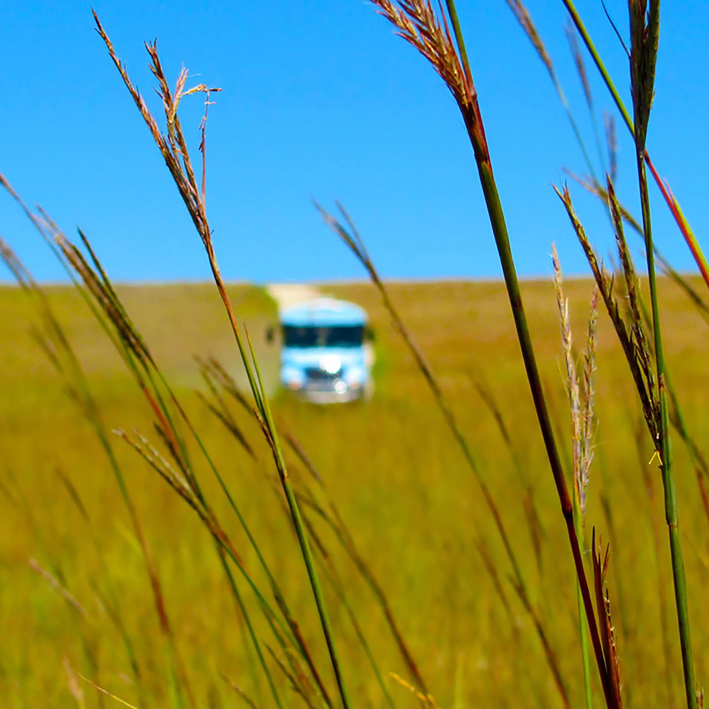 Blue bus with tallgrass in foreground
