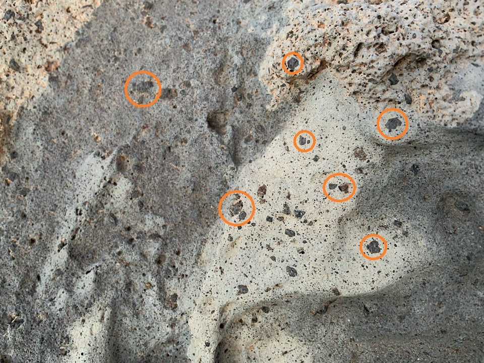 A rock with dark grey and white coloration hosts visible crystals of black mineral pyroxene.