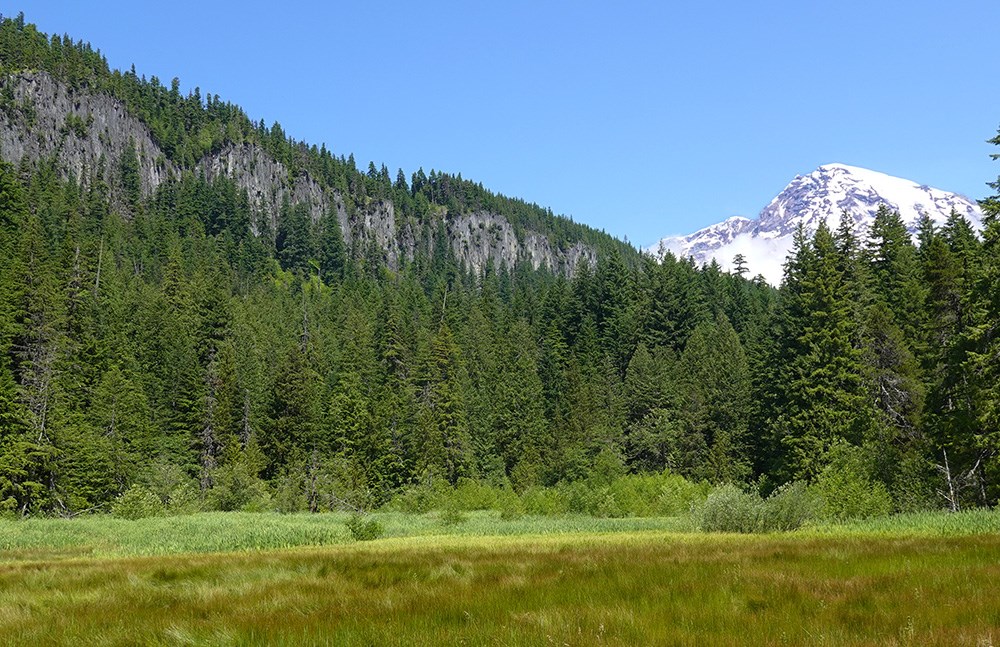 A green meadow framed by forest and a steep cliff. A glaciated mountain rises above the trees in the distance.