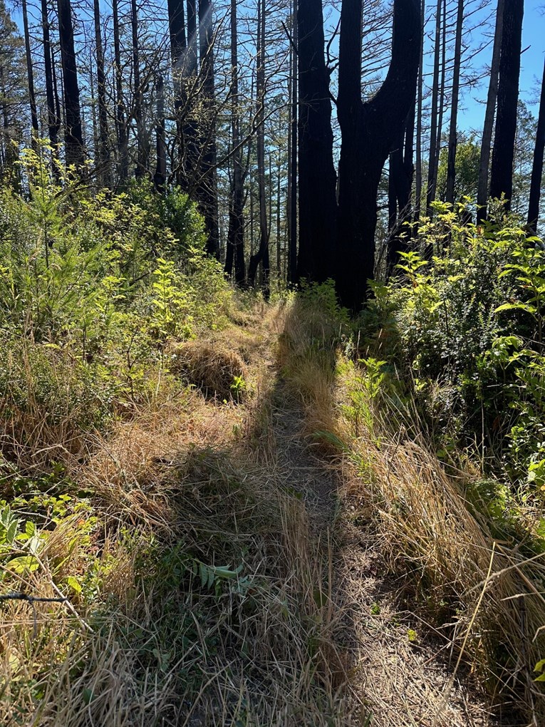 Charred, burned trees in the background of a grassy trail bed flanked by shrubs and brush.