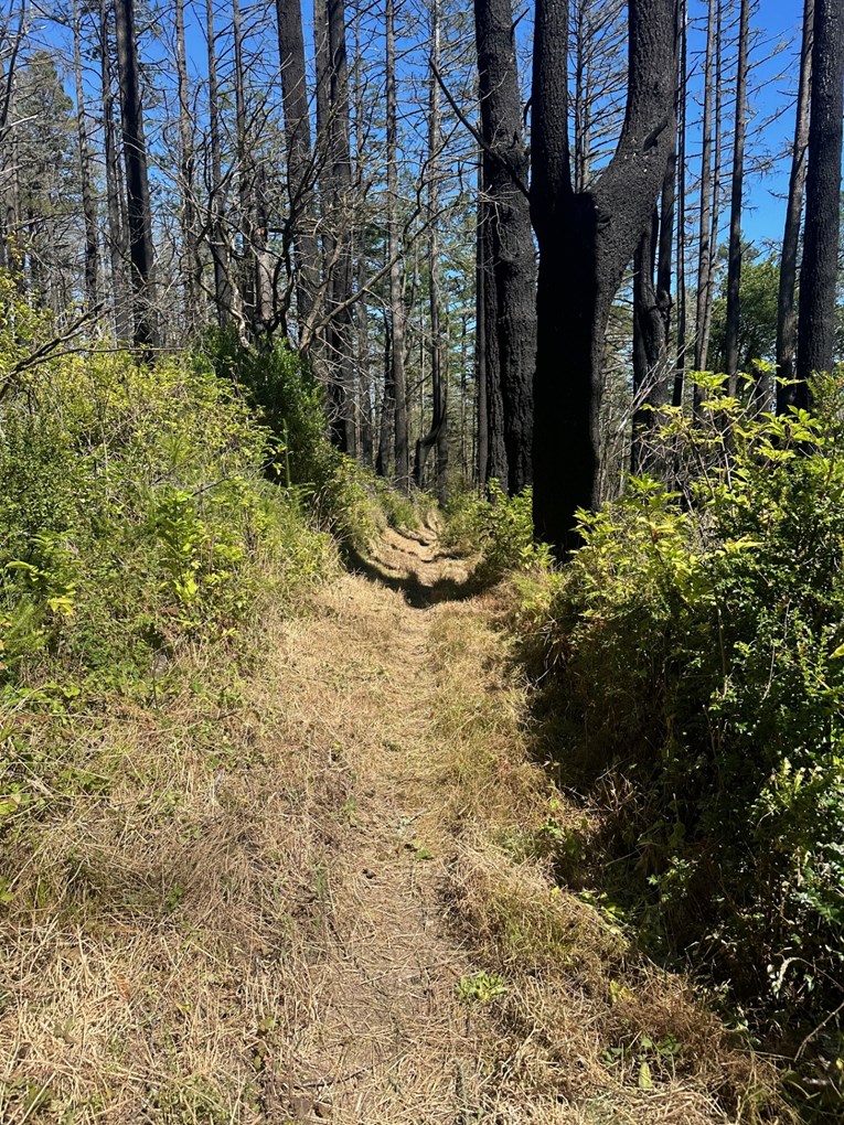 Charred, burned trees in the background of a grassy trail bed flanked by shrubs and brush.