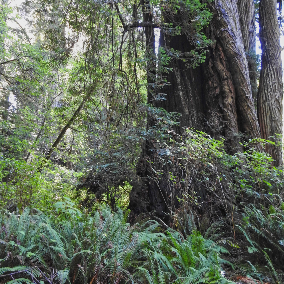 Old car next to large, twisting redwood tree