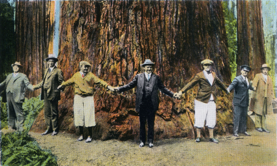 A group of men and a woman hold hands around base of giant redwood tree