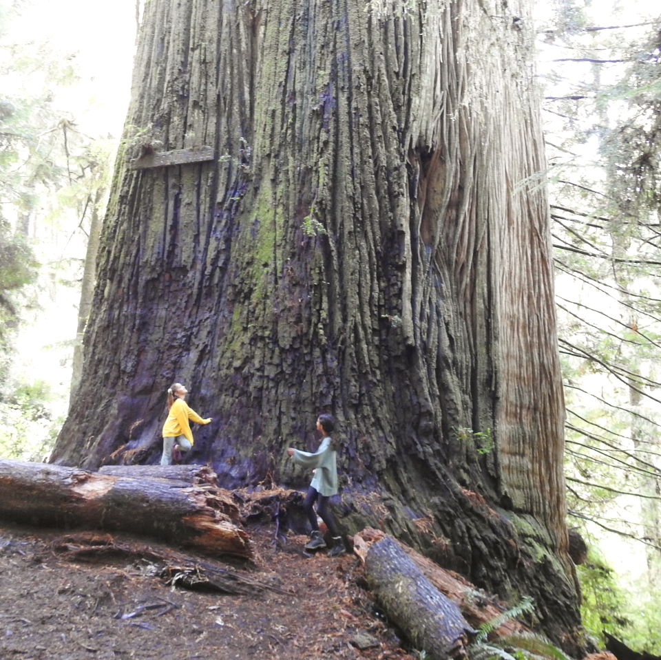 A group of boy scouts on large redwood tree's base