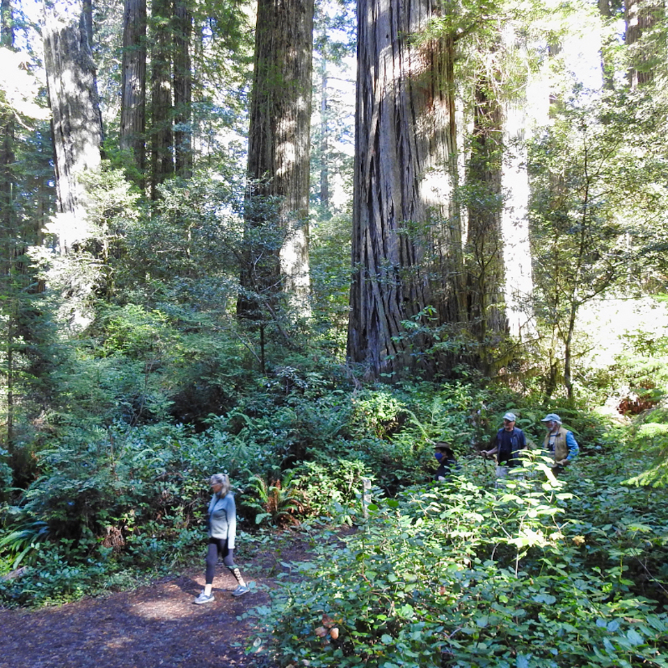 A group of people stand on a stage in front of spectators with redwood trees in background