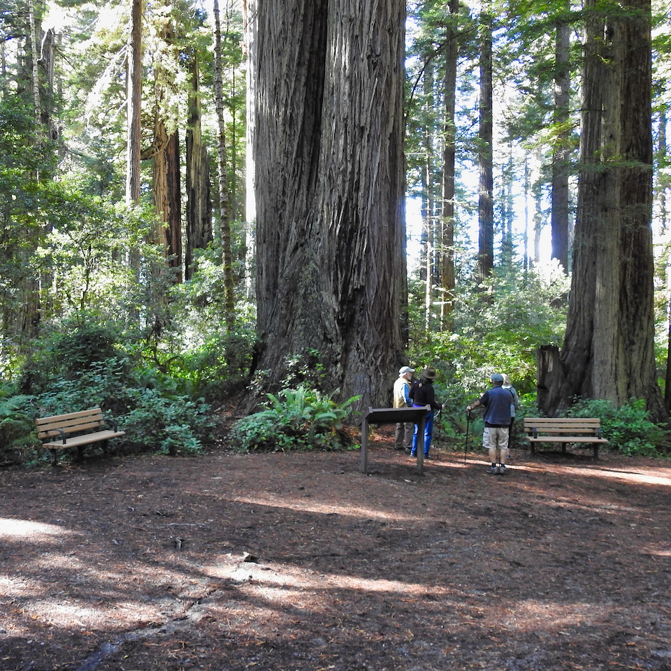 Group of people holding signs with ferns and redwoods