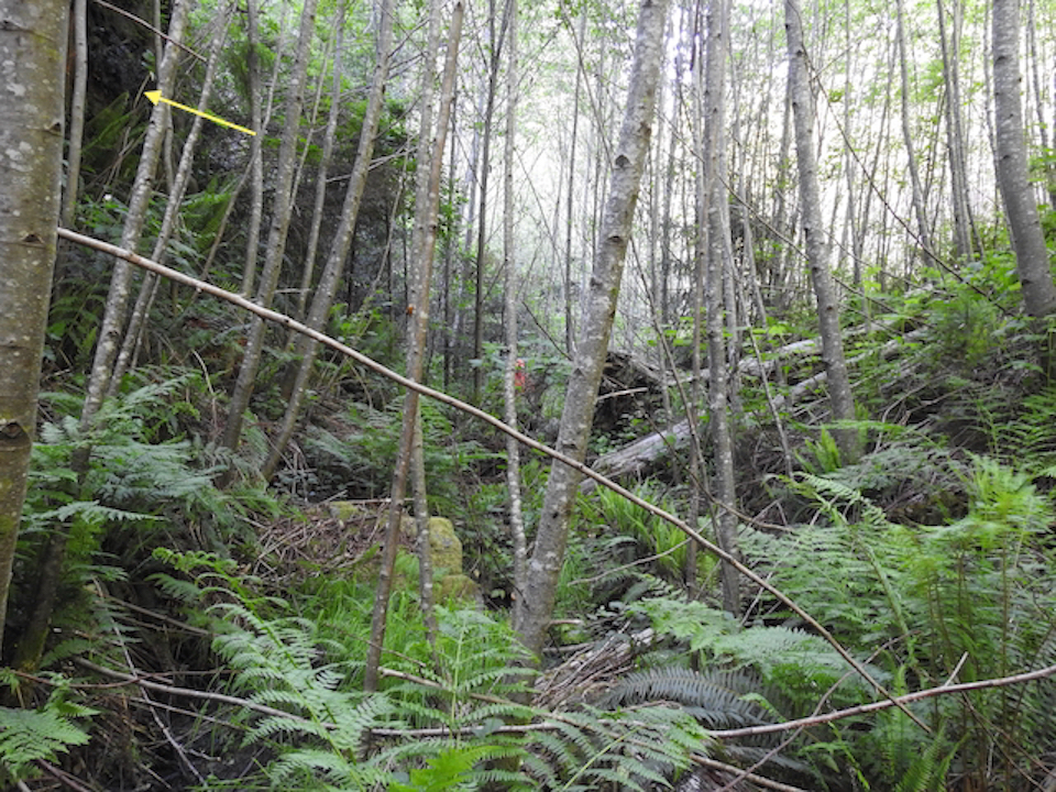 Heavy machinery excavate logs in creekbed