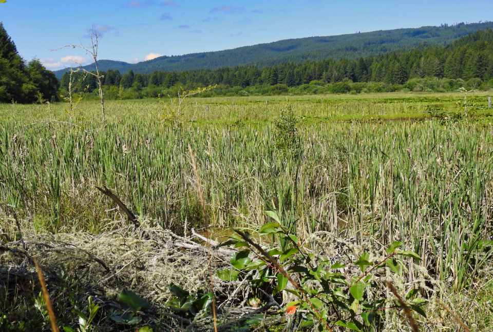 Lake with logs and two men standing on rails
