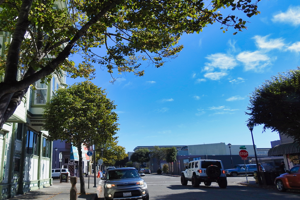 Cattle with buildings on both sides of them