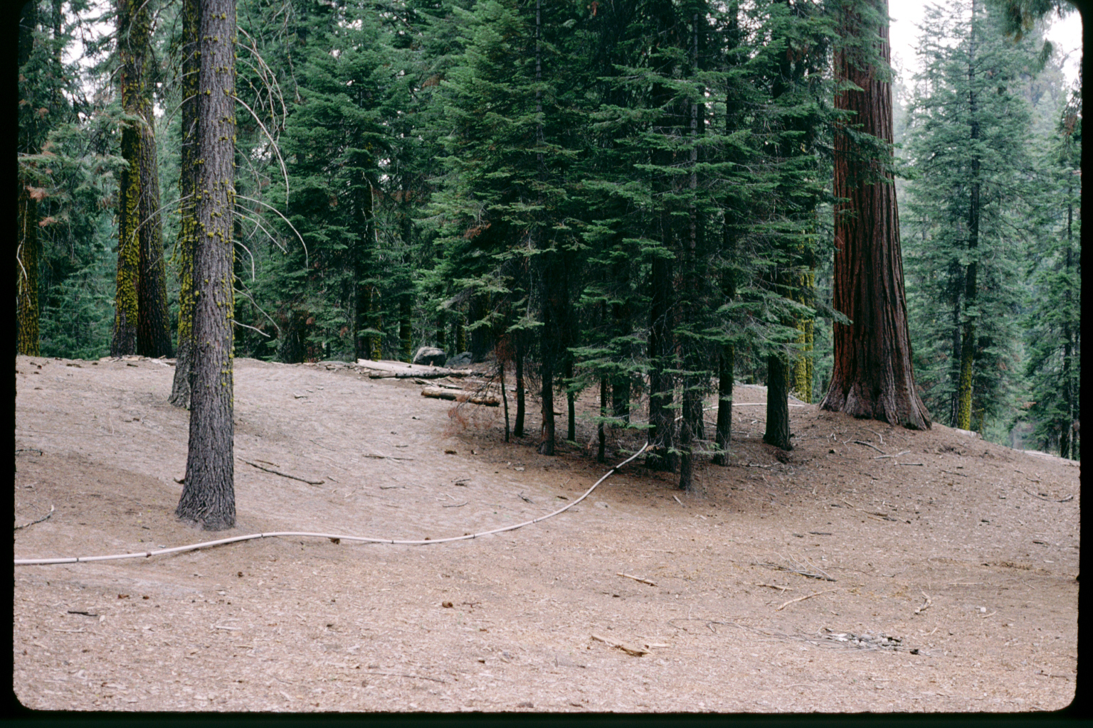 Cabins in the Giant Forest prior to removal