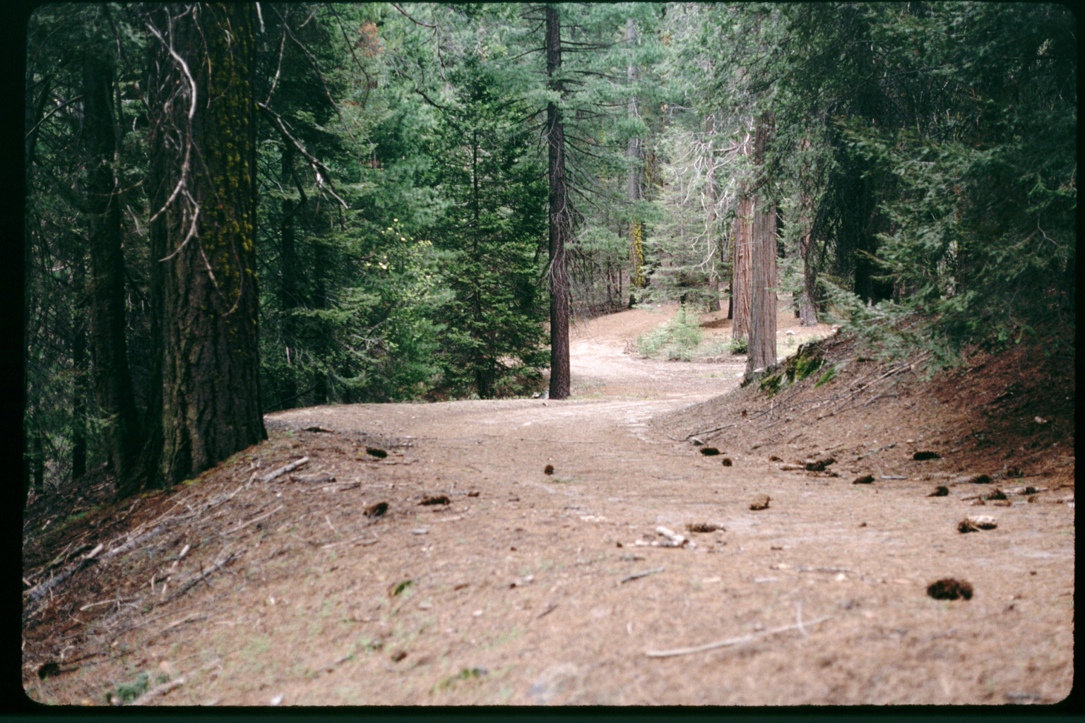 Sugar Pine Road prior to restoration