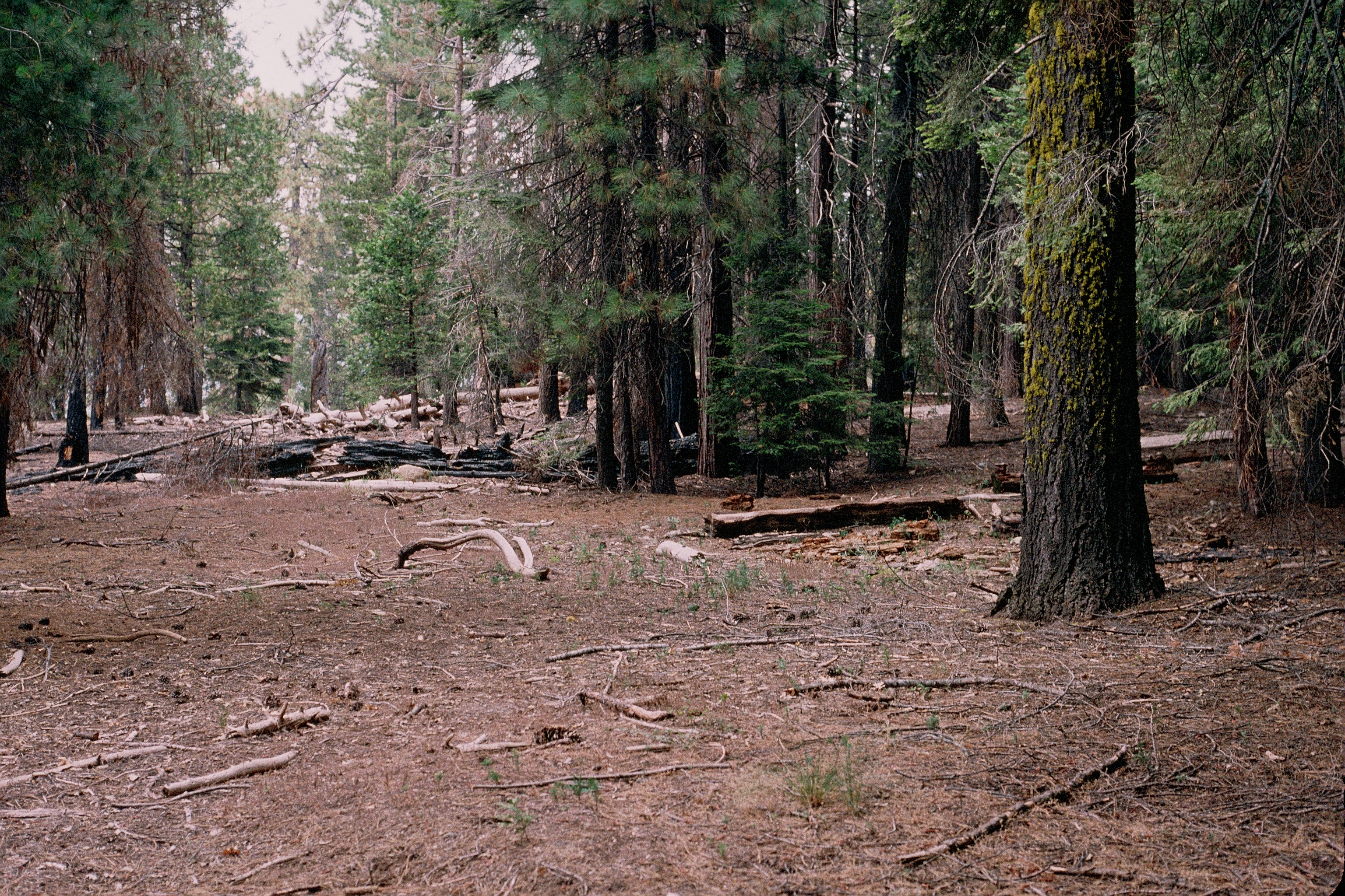 Sunset Campground before restoration