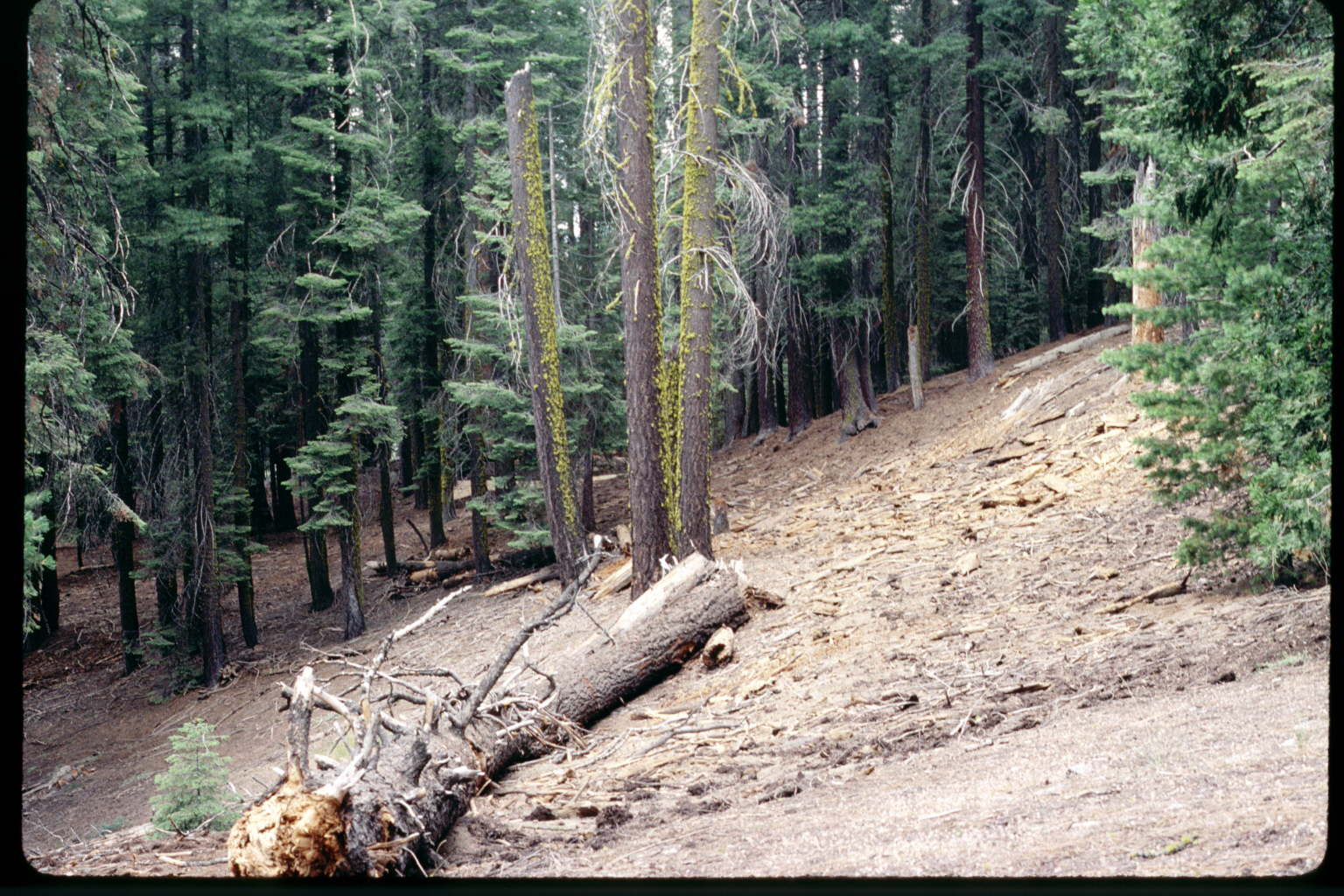 Area south of Puzzle Corner before restoration
