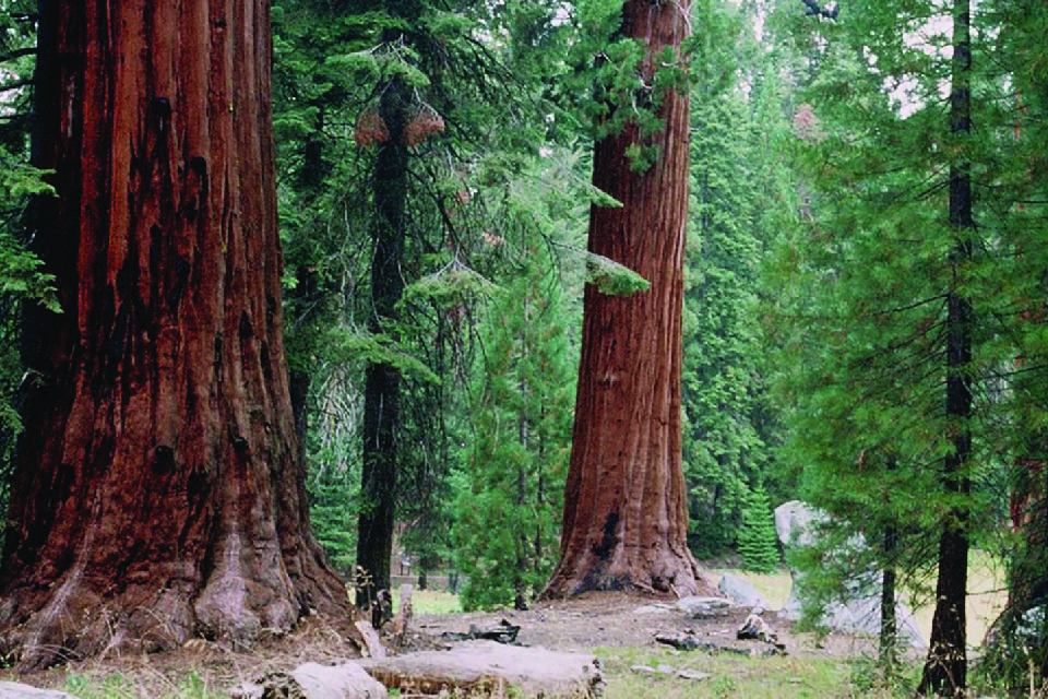 A rustic wooden structure with a green roof sits between to very tall trees.