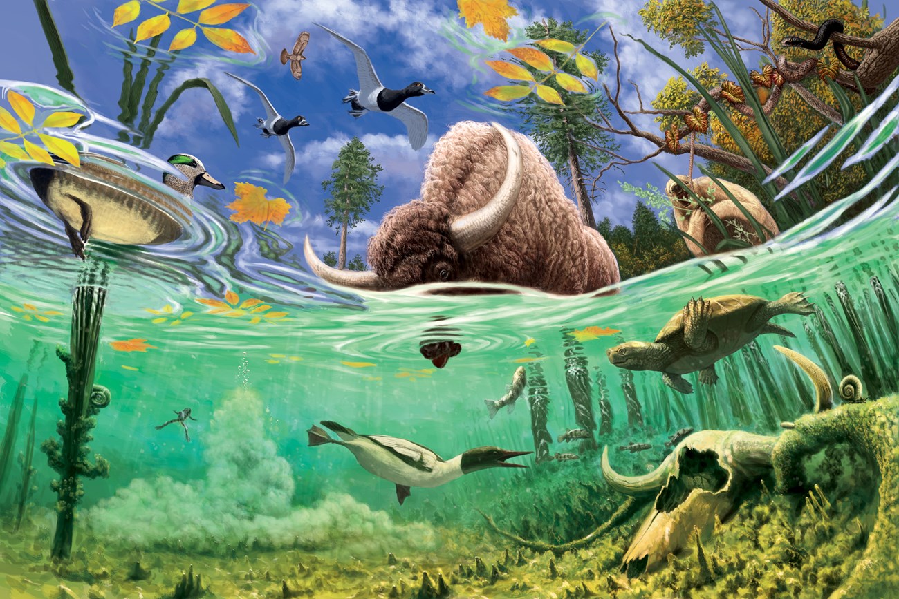 Bison drinks from spring pool, filled with fish, a turtle, aquatic snails and ducks. Surrounding the pool are trees, a giant ground sloth, snake, and hawk.