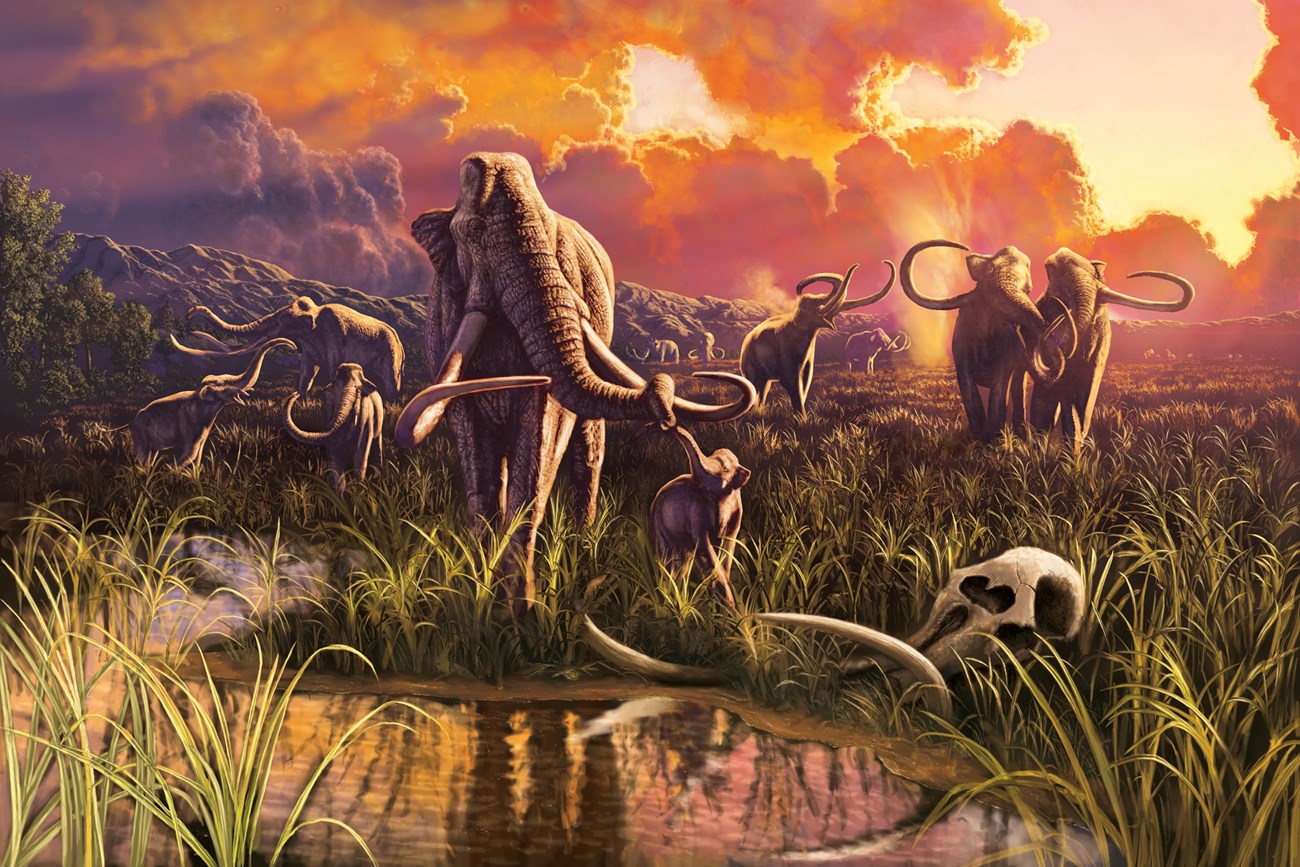 A herd of Columbian mammoths in a desert wetland. A mammoth skull rests in the reeds.