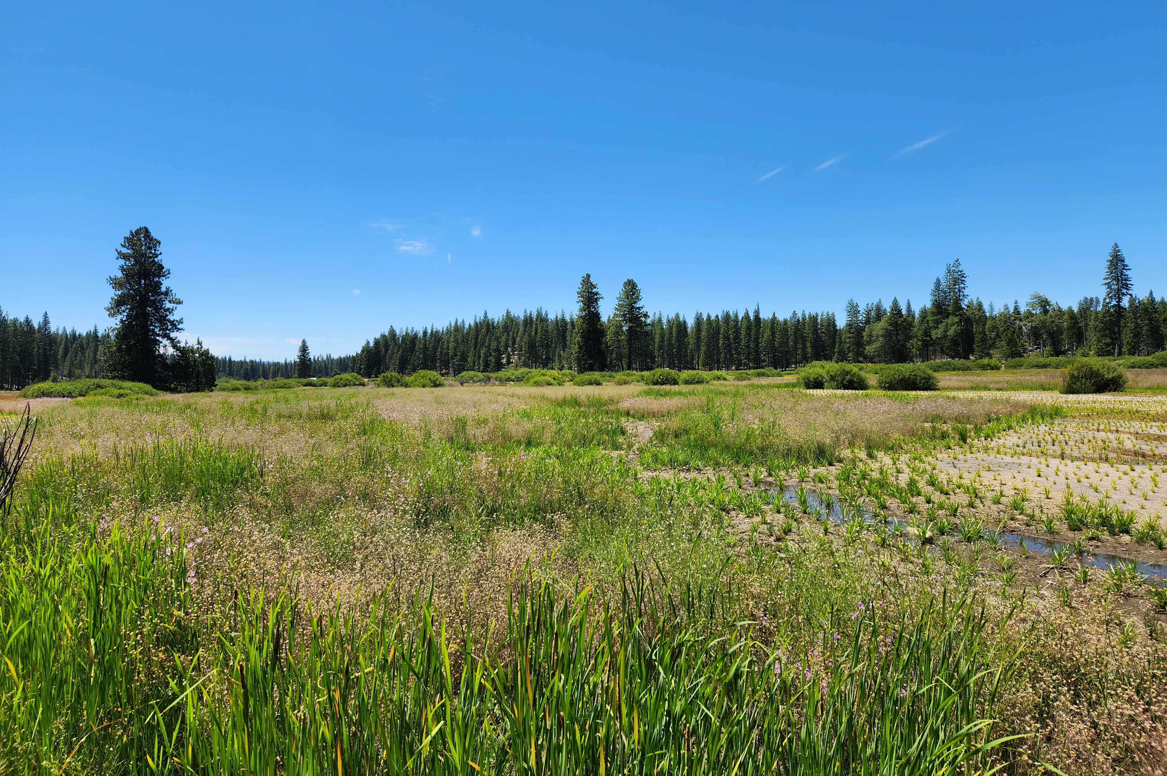 Drier, browner Ackerson Meadow before restoration