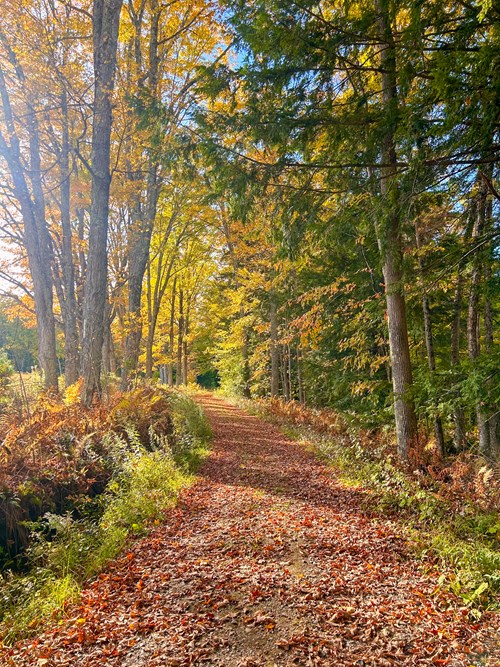 carriage road in fall