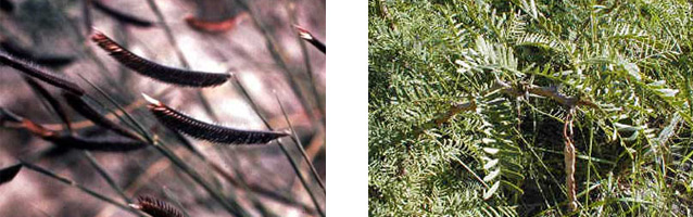 Blue gramma (left) and honey mesquite (right).