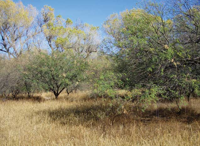 Mesquite savanna