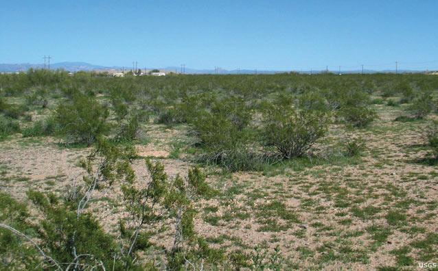 Creosote bush shrublands