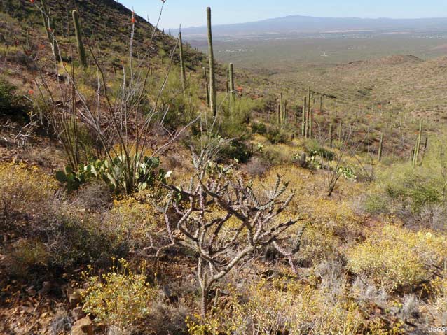 Arizona Upland Plant Community in the Sonoran Desert