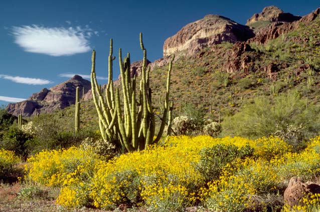 Even small changes in temperature and precipitation can affect sensitive desert plants and animals.