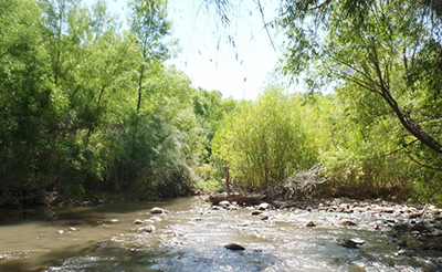 Cuckoo breeding habitat on the Verde River in Arizona, showing a dense willow thicket in the center.