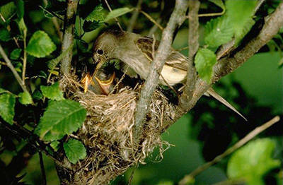 Southwestern willow flycatcher at nest